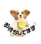 はな【パピヨン】（個別スタンプ：11）