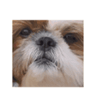 シーズ犬トーク（個別スタンプ：1）