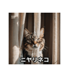 ニヤリ猫（個別スタンプ：1）