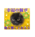 黒猫 ルナ院長162 にゃんめ（個別スタンプ：8）