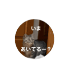 動物たちの日常会話1（個別スタンプ：2）