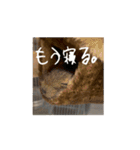 動物たちの日常会話1（個別スタンプ：11）