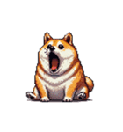 無言で伝える太っちょ柴犬（個別スタンプ：1）