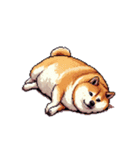 無言で伝える太っちょ柴犬（個別スタンプ：5）