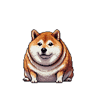 無言で伝える太っちょ柴犬（個別スタンプ：8）