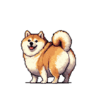 無言で伝える太っちょ柴犬（個別スタンプ：16）