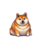 無言で伝える太っちょ柴犬（個別スタンプ：17）