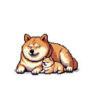 無言で伝える太っちょ柴犬（個別スタンプ：21）