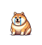 無言で伝える太っちょ柴犬（個別スタンプ：24）