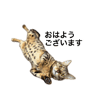 ベンガルのこけしちゃん フォトVer.（個別スタンプ：1）