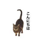 ベンガルのこけしちゃん フォトVer.（個別スタンプ：2）