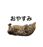 ベンガルのこけしちゃん フォトVer.（個別スタンプ：3）