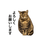 ベンガルのこけしちゃん フォトVer.（個別スタンプ：7）
