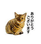 ベンガルのこけしちゃん フォトVer.（個別スタンプ：8）