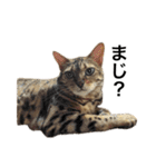 ベンガルのこけしちゃん フォトVer.（個別スタンプ：9）