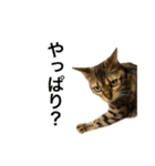 ベンガルのこけしちゃん フォトVer.（個別スタンプ：10）