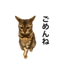 ベンガルのこけしちゃん フォトVer.（個別スタンプ：11）
