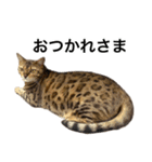 ベンガルのこけしちゃん フォトVer.（個別スタンプ：12）