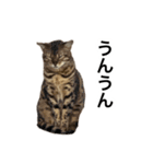 ベンガルのこけしちゃん フォトVer.（個別スタンプ：15）