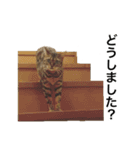 ベンガルのこけしちゃん フォトVer.（個別スタンプ：17）