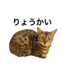ベンガルのこけしちゃん フォトVer.（個別スタンプ：18）