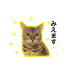 ベンガルのこけしちゃん フォトVer.（個別スタンプ：20）