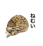 ベンガルのこけしちゃん フォトVer.（個別スタンプ：21）