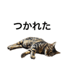 ベンガルのこけしちゃん フォトVer.（個別スタンプ：22）
