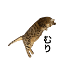 ベンガルのこけしちゃん フォトVer.（個別スタンプ：23）