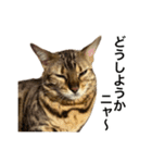 ベンガルのこけしちゃん フォトVer.（個別スタンプ：24）