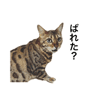 ベンガルのこけしちゃん フォトVer.（個別スタンプ：25）