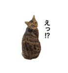 ベンガルのこけしちゃん フォトVer.（個別スタンプ：27）