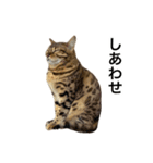 ベンガルのこけしちゃん フォトVer.（個別スタンプ：29）