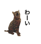 ベンガルのこけしちゃん フォトVer.（個別スタンプ：30）