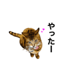 ベンガルのこけしちゃん フォトVer.（個別スタンプ：31）