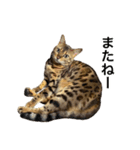 ベンガルのこけしちゃん フォトVer.（個別スタンプ：32）