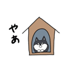 波紋の黒柴（個別スタンプ：12）