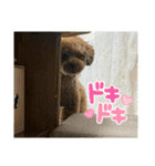 プたろ－スタンプ（個別スタンプ：4）