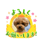 プたろ－スタンプ（個別スタンプ：5）