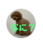 プたろ－スタンプ（個別スタンプ：9）