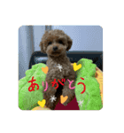 プたろ－スタンプ（個別スタンプ：12）