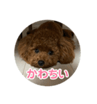 プたろ－スタンプ（個別スタンプ：13）