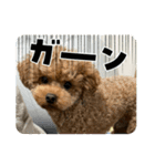 プたろ－スタンプ（個別スタンプ：14）