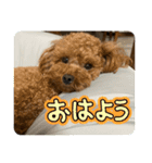 プたろ－スタンプ（個別スタンプ：16）