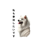 サモエド犬Samoyed dog sticker（個別スタンプ：2）