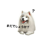 サモエド犬Samoyed dog sticker（個別スタンプ：3）