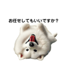 サモエド犬Samoyed dog sticker（個別スタンプ：5）
