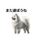 サモエド犬Samoyed dog sticker（個別スタンプ：7）