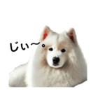 サモエド犬Samoyed dog sticker（個別スタンプ：8）