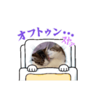 動く☆ねことも＆うちのねこ（個別スタンプ：2）